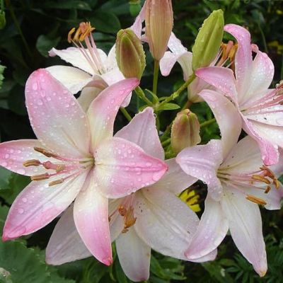 Лилия Марлене Лилия Марлене фото