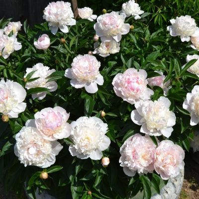 Пион Аваланш - Dolina-Sad.Ru