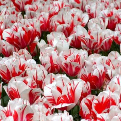 Тюльпан Сорбет Тюльпан Сорбет - Dolina-Sad.Ru