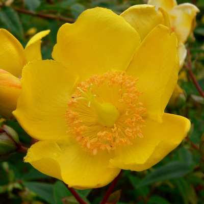 Зверобой раскидистый Хидкот Зверобой раскидистый Хидкот фото