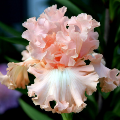 Ирис Парадайз Ирис Парадайз фото