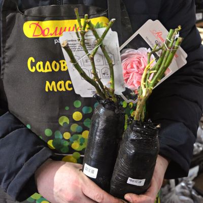 Роза Джаржина Роза Джаржина фото