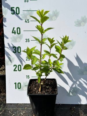 Гортензия метельчатая Лаймлайт, С2 - Dolina-Sad.Ru