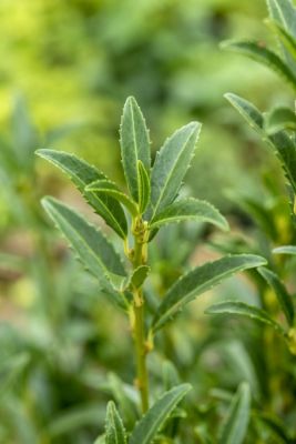 Лавровишня гибридная София фото