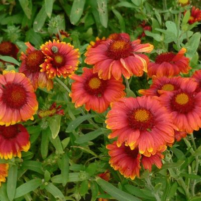 Гайлардия Аризона Ред Шадес Гайлардия Аризона Ред Шадес - Dolina-Sad.Ru