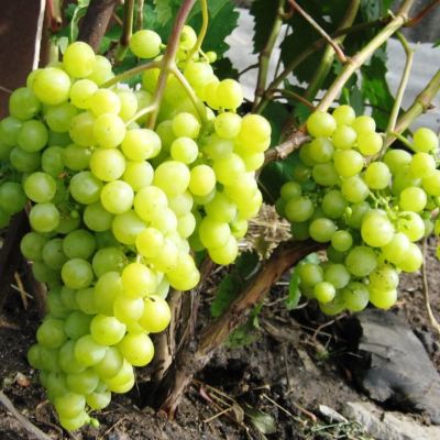 Виноград Алёшенькин Виноград Алёшенькин фото