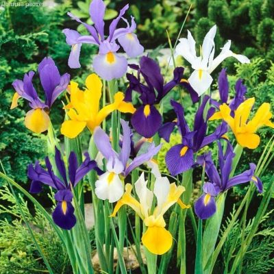 Микс Голландских ирисов Микс Голландских ирисов фото