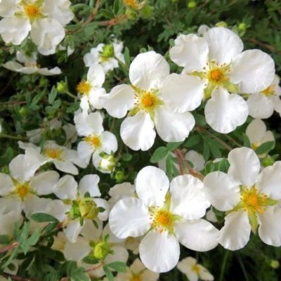 Лапчатка кустарниковая Сноуфлейк, С3 Лапчатка кустарниковая Сноуфлейк, С3 - Dolina-Sad.Ru