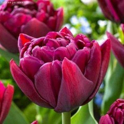 Тюльпан Элисон Бредли Тюльпан Элисон Бредли фото