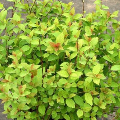 Спирея японская Манон, С2 Спирея японская Манон, С2 - Dolina-Sad.Ru