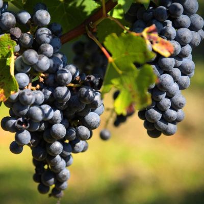 Виноград Каберне Совиньон - Dolina-Sad.Ru