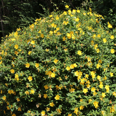 Зверобой раскидистый Хидкот Зверобой раскидистый Хидкот фото