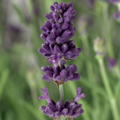 Лаванда узколистная Сентивия Эрли Блю , x Лаванда узколистная Сентивия Эрли Блю , x фото