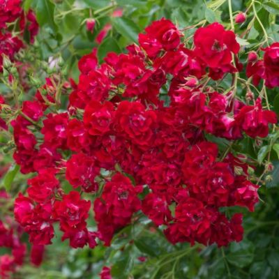 Роза Рамблер Роза Рамблер - Dolina-Sad.Ru