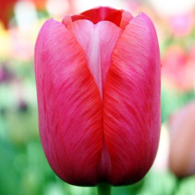 Тюльпан Ринаун Тюльпан Ринаун фото