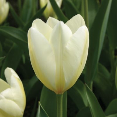 Тюльпан Вайт Эмперор Тюльпан Вайт Эмперор - Dolina-Sad.Ru