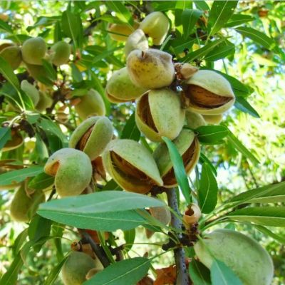 Миндаль Десертный Миндаль Десертный фото