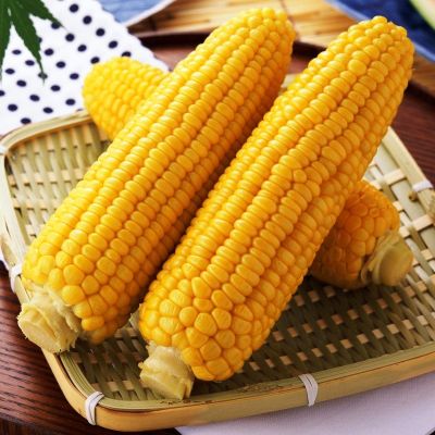 Кукуруза Сладкоежка Кукуруза Сладкоежка фото