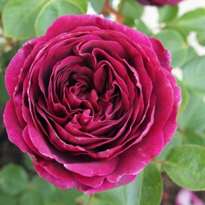 Роза Принц Роза Принц - Dolina-Sad.Ru