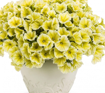 Петуния Дольче Лимончелло F1 крупноцветковая фото