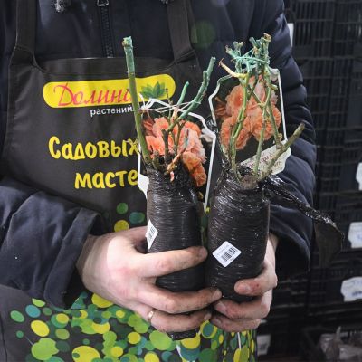 Роза Шон Вон Си фото