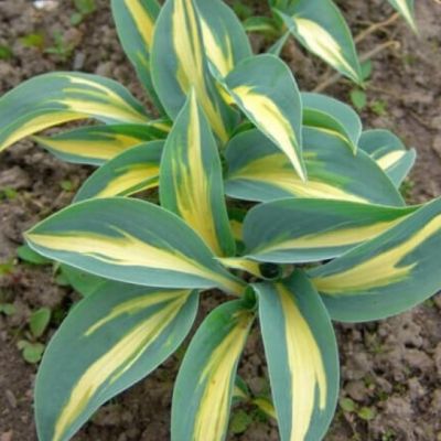 Хоста Пати Поппер , P11 Хоста Пати Поппер , P11 фото