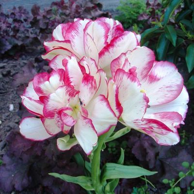 Тюльпан Белиция Тюльпан Белиция фото