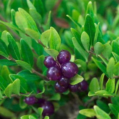 Жимолость шапочная - Dolina-Sad.Ru