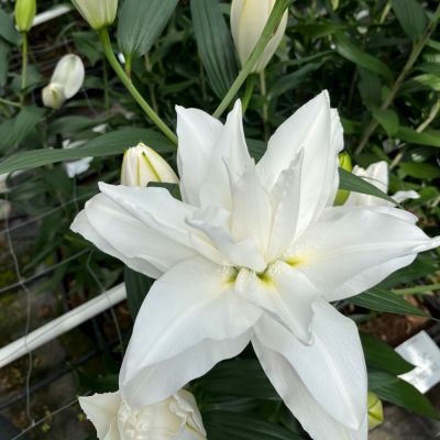 Лилия Роузлили Тирза - Dolina-Sad.Ru