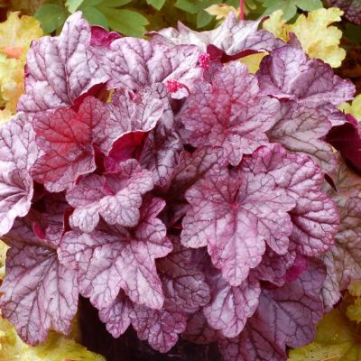 Гейхера Шуга Плам Гейхера Шуга Плам - Dolina-Sad.Ru