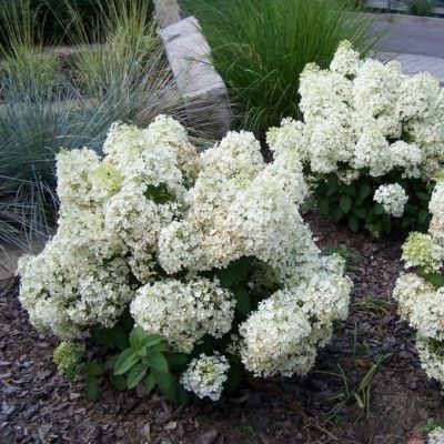 Гортензия метельчатая Бобо, С3 Гортензия метельчатая Бобо, С3 - Dolina-Sad.Ru