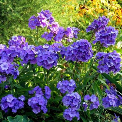 Флокс метельчатый Блю Парадайс Флокс метельчатый Блю Парадайс - Dolina-Sad.Ru