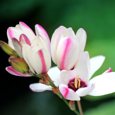 Иксия Спотлайт фото