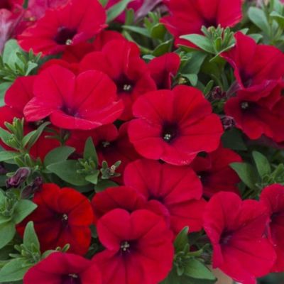 Петуния Альпетуния Ред Вельвет - Dolina-Sad.Ru