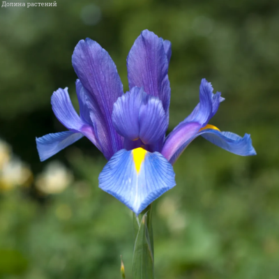 Ирис голландский Блю Ирис голландский Блю - Dolina-Sad.Ru