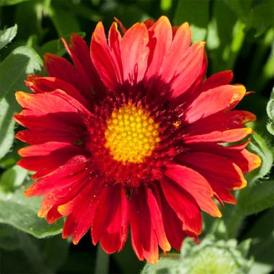 Гайлардия Аризона Ред Шадес Гайлардия Аризона Ред Шадес - Dolina-Sad.Ru