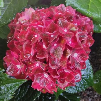 Гортензия крупнолистная Ребелион Чоко Лав - Dolina-Sad.Ru