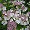 Гортензия крупнолистная Либелла фото
