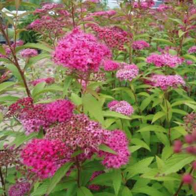 Спирея японская Дартс Ред Спирея японская Дартс Ред фото