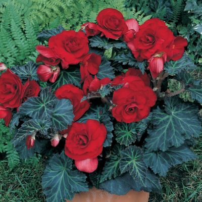 Бегония Дабл Дарк Ред - Dolina-Sad.Ru