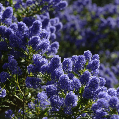 Цеанотус Блю Сапфир фото