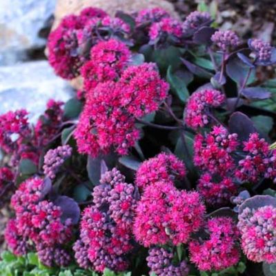 Седум Амбер Ред , P9 Седум Амбер Ред , P9 фото