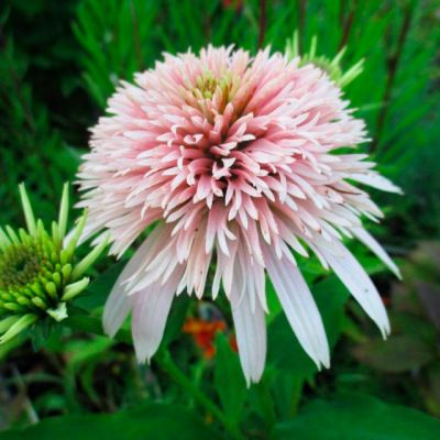 Эхинацея Черри Флафф Эхинацея Черри Флафф фото