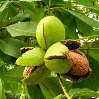 Орех Грецкий Юбилейный Орех Грецкий Юбилейный фото