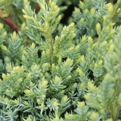 Можжевельник чешуйчатый Хуннеторп, С3 - Dolina-Sad.Ru