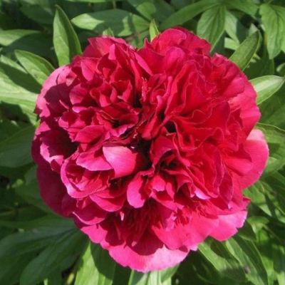 Пион Рубра Плена Пион Рубра Плена - Dolina-Sad.Ru