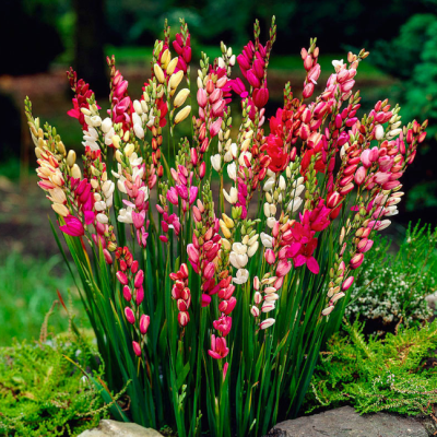 Иксия Микс Иксия Микс фото