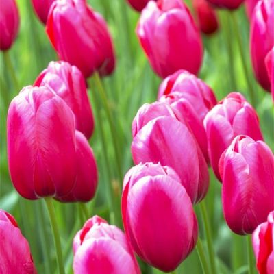 Тюльпан Ринаун Тюльпан Ринаун фото