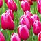 Тюльпан Ринаун Тюльпан Ринаун фото