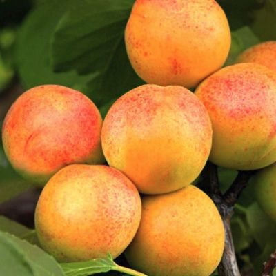 Абрикос Чемпион Севера Абрикос Чемпион Севера - Dolina-Sad.Ru